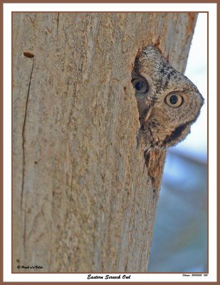 20150505 505 Eastern Screech Owl.jpg