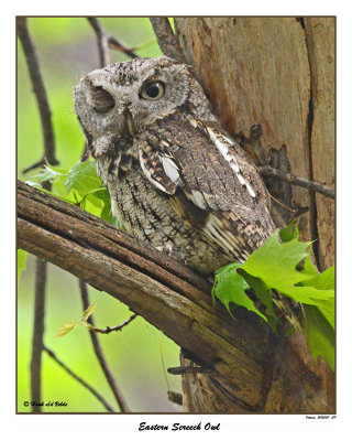 20150511 571 Eastern Screech Owl.jpg
