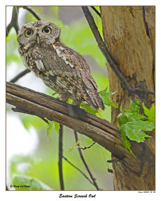 20150511 814 802 Eastern Screech Owl.jpg