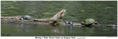 20150513 234 237 239 240 Blanding’s Turtle Painted Turtles and Snapping Turtle x.jpg
