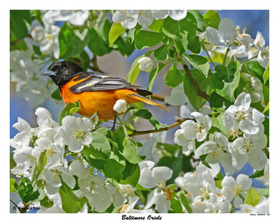 20150513 145 SERIES - Baltimore Oriole.jpg