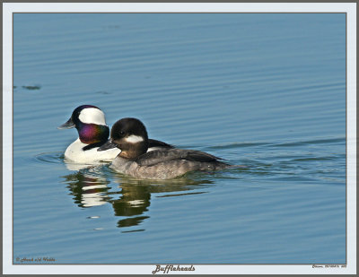 20150416 602 Buffleheads.jpg