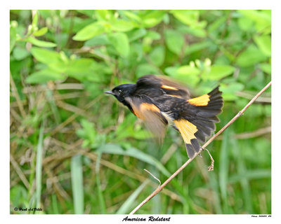 201250515 496 American Redstart3.jpg
