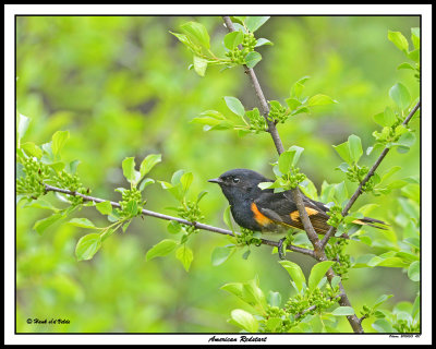 20150515 457  American Redstart.jpg