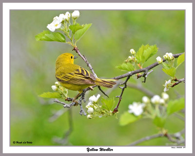 20150515 397 Yellow Warbler.jpg