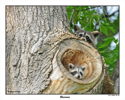 20150519 058 048 Raccoons.jpg