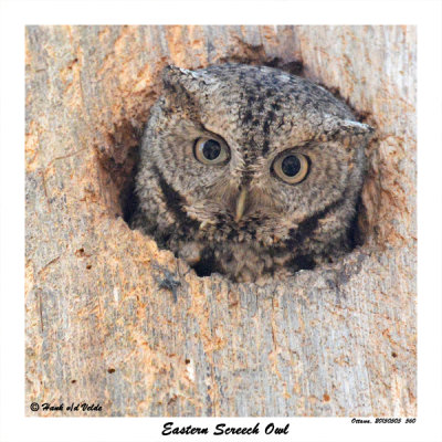 20150505 560 Eastern Screech Owl xxx.jpg