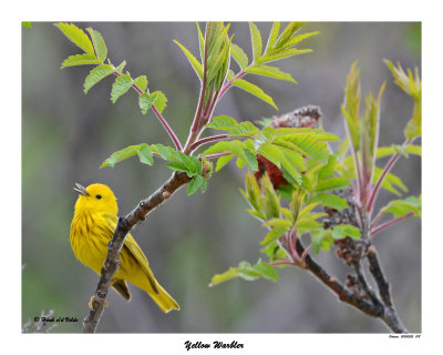 20150515 018 Yellow Warbler.jpg