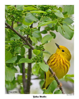 20150515 010 Yellow Warbler.jpg