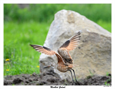 20150527 368 Marbled Godwit4.jpg