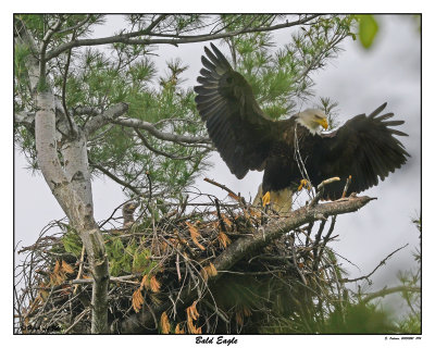 20150521 094 Bald Eagle rawc2.jpg