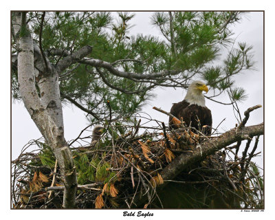 20150521 093 Bald Eagles.jpg