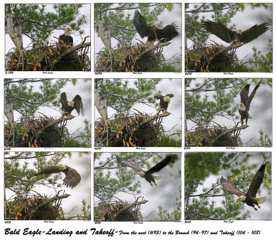 20150521 093 to 108 Bald Eagles 1r1.jpg