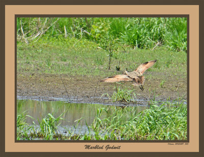 20150529 350 Marbled Godwit.jpg