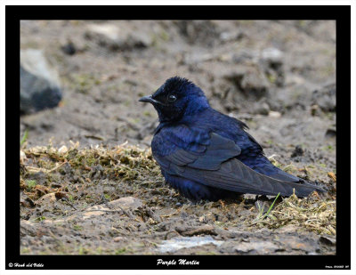 20150522 158 SERIES - Purple Martin.jpg