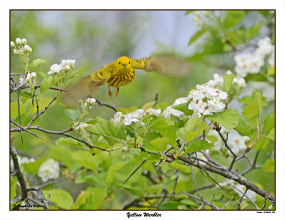 20150515 475 SERIES - Yellow Warbler xxx.jpg