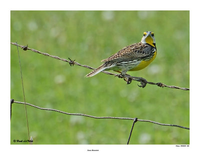 20150530 255 Eastern Meadowlark.jpg