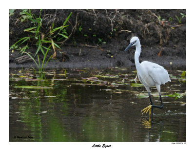 20150608 - 2 148 Little Egret 1r1.jpg