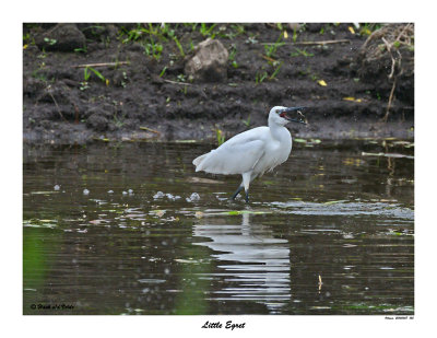 20150608 - 2 123 SERIES - Little Egret.jpg