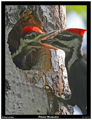 20150611 065 Pileated Woodpeckers.jpg