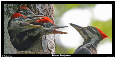 20150611 034 Pileated Woodpeckers2r1.jpg