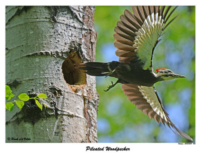 20150604 416 SERIES - Pileated Woodpecker xxx.jpg