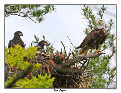 20150614 - 2 026 Bald Eagles xxx .jpg