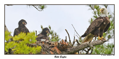 20150614 - 2 032 Bald Eagles.jpg