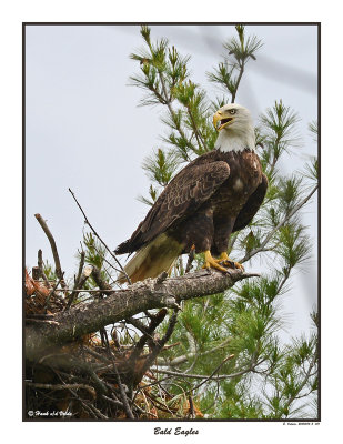 20150614 - 2 031 Bald Eagle.jpg