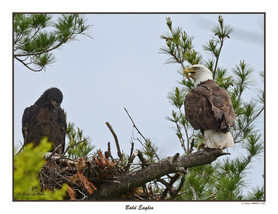 20150614 - 2 053 Bald Eagles.jpg