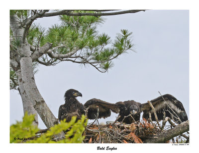 20150614 - 2 099 Bald Eagles.jpg