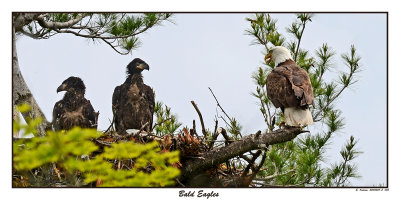 20150614 - 2 048 SERIES - Bald Eagles.jpg