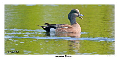 20150603 464 American Wigeon.jpg