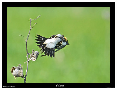 20150530 094 Bobolink.jpg