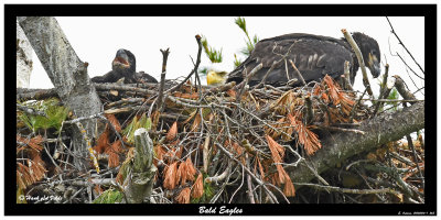 20150614 - 1 263 Bald Eagles.jpg