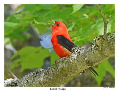 20150619 - 2 265 Scarlet Tanager.jpg