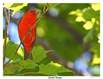 20150619 - 1 021 Scarlet Tanager2.jpg