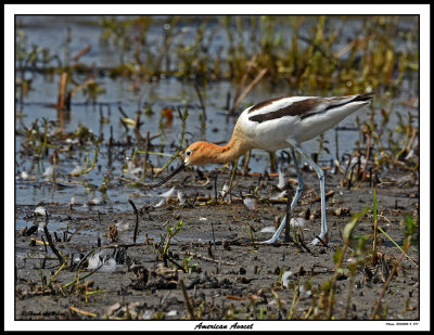 20150624-2 377 American Avocet.jpg