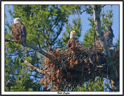 20150626 211 Bald Eagles 1r1.jpg