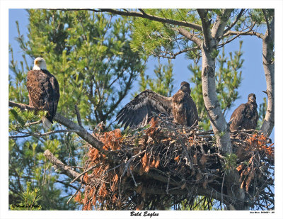 20150626 560 Bald Eagles.jpg