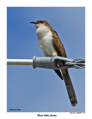 20150629-1 113 Black-billed Cuckoo rawc.jpg