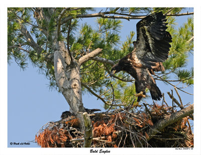 20150629-2 662 Bald Eagles.jpg