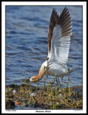 20150624-2 121 American Avocet2.jpg