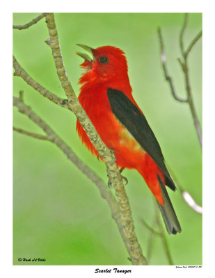 20150619 - 2 290 Scarlet Tanager.jpg