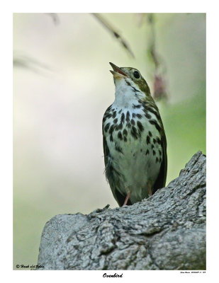 20150629-2 759 Ovenbird.jpg