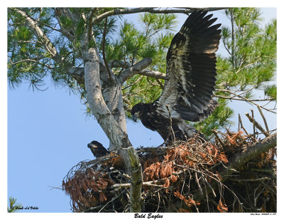 20150629-2 379 SERIES - Bald Eagles2.jpg