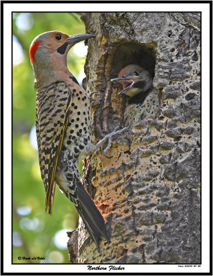 20150702 427, 425 SERIES - Northern Flickers.jpg
