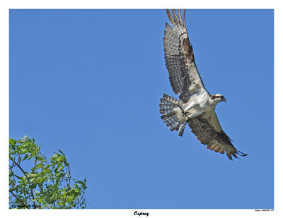 20150702 199 Osprey.jpg