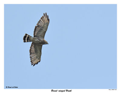 20150711 356 Broad-winged Hawk.jpg