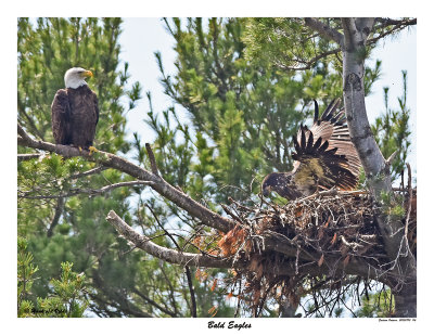 20150710 116 SERIES - Bald Eagles.jpg